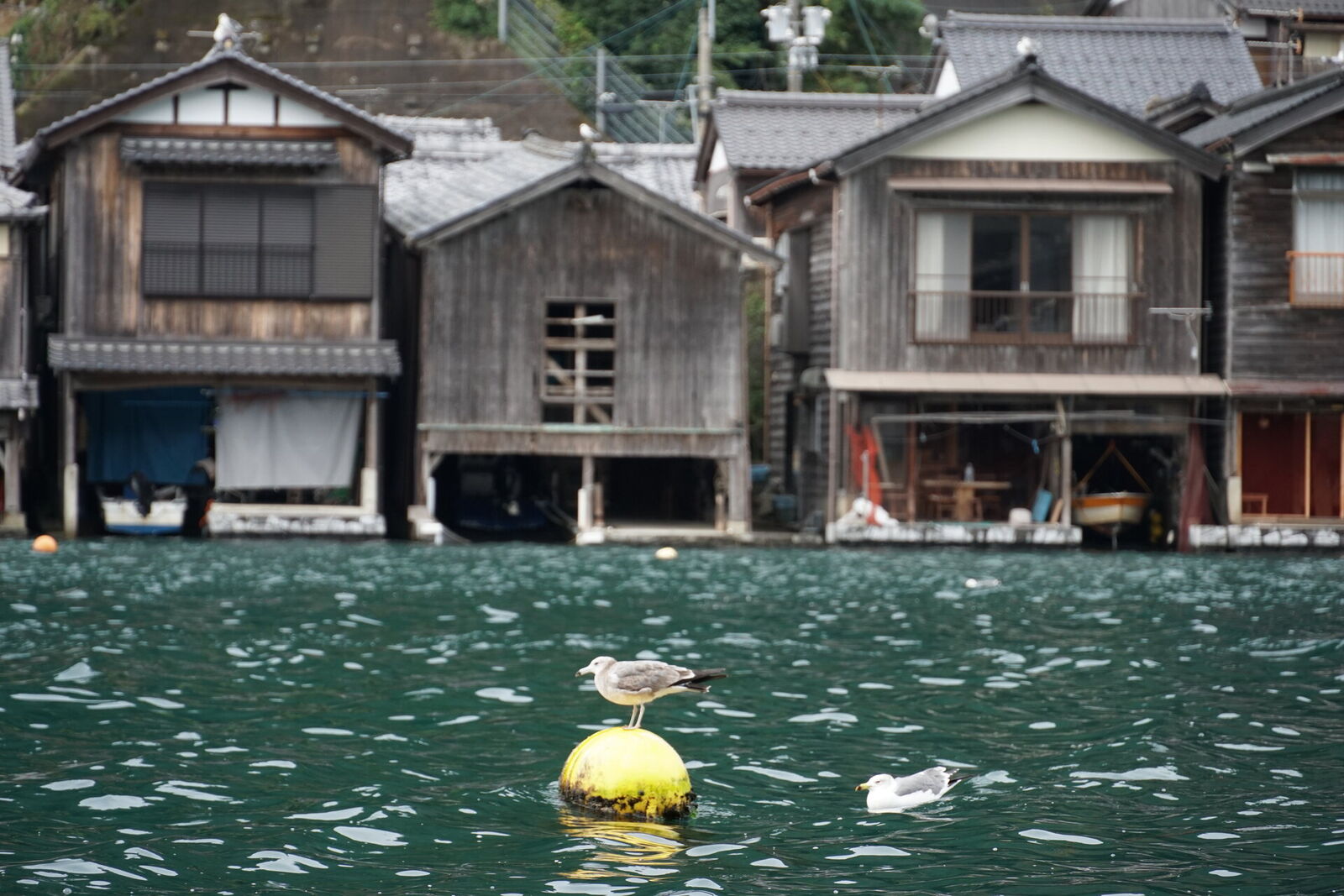 A seagull perched on a yellow buoy in Ine Bay with weathered funaya boathouses in the background