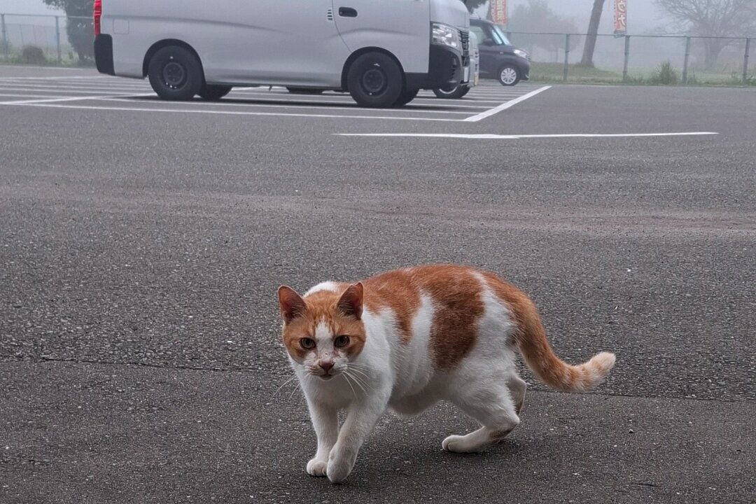 Red and white cat prowling across a foggy Michi no Eki parking lot with Nissan NV350 campervan in the mist