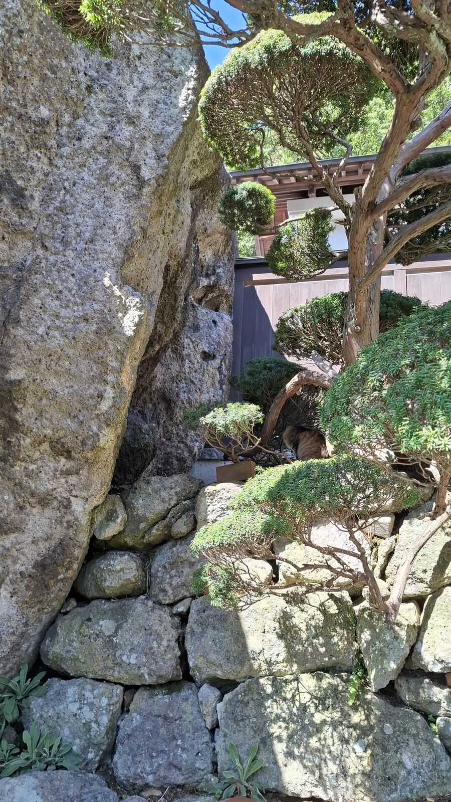 Gnarled ancient tree growing from massive rocks near a temple building, roots gripping the stone