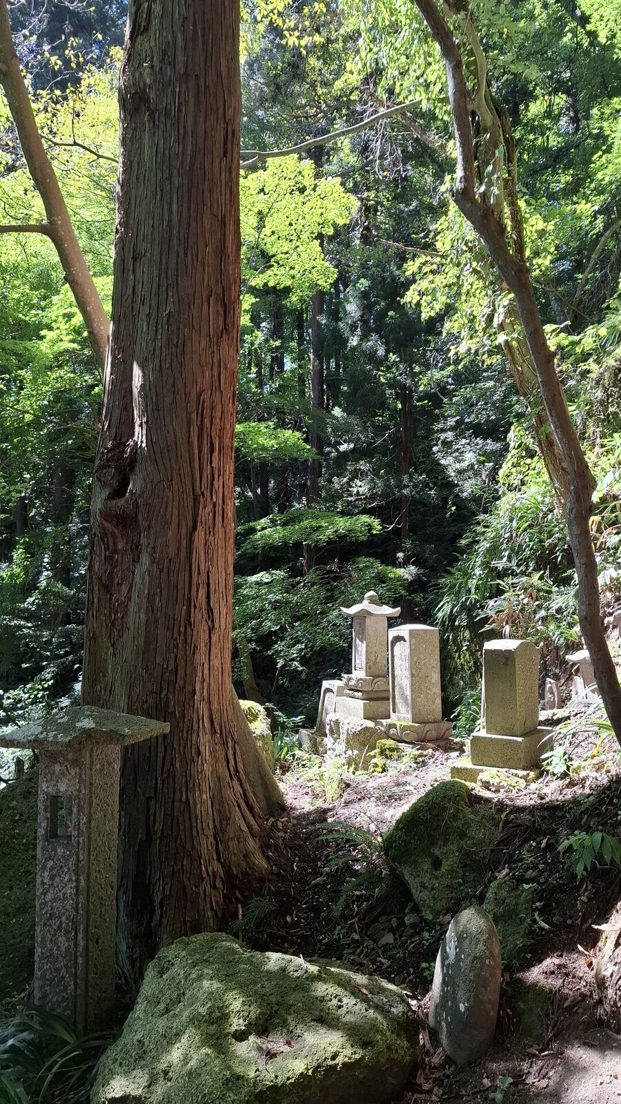 Massive ancient cedar trunk in the foreground with a small wooden shrine nestled among the trees behind it