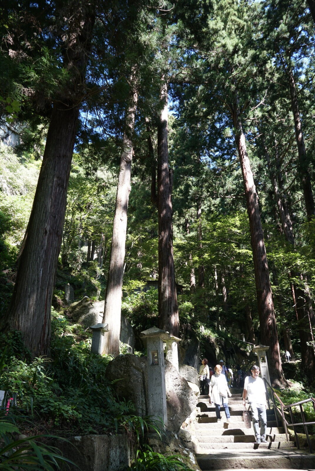 Steps winding deeper through the cedar forest, visitors visible ahead on the path, sunlight filtering through the canopy