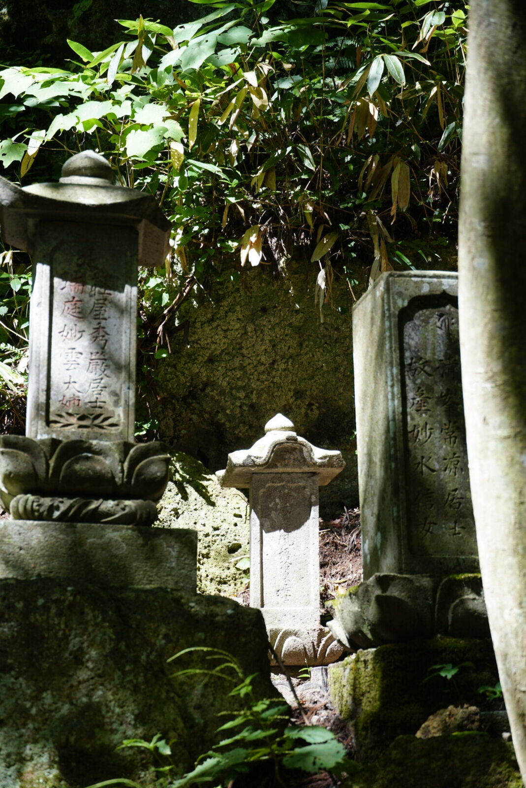 Close-up of weathered monk burial markers with carved kanji softened by centuries of moss growth and forest shade