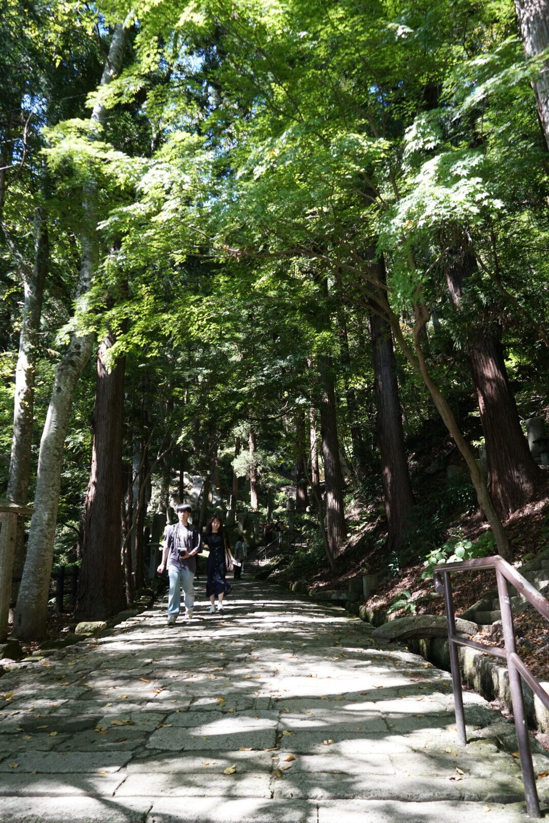 Ancient stone steps climbing through towering cedar forest, visitors ascending the worn path dappled with light