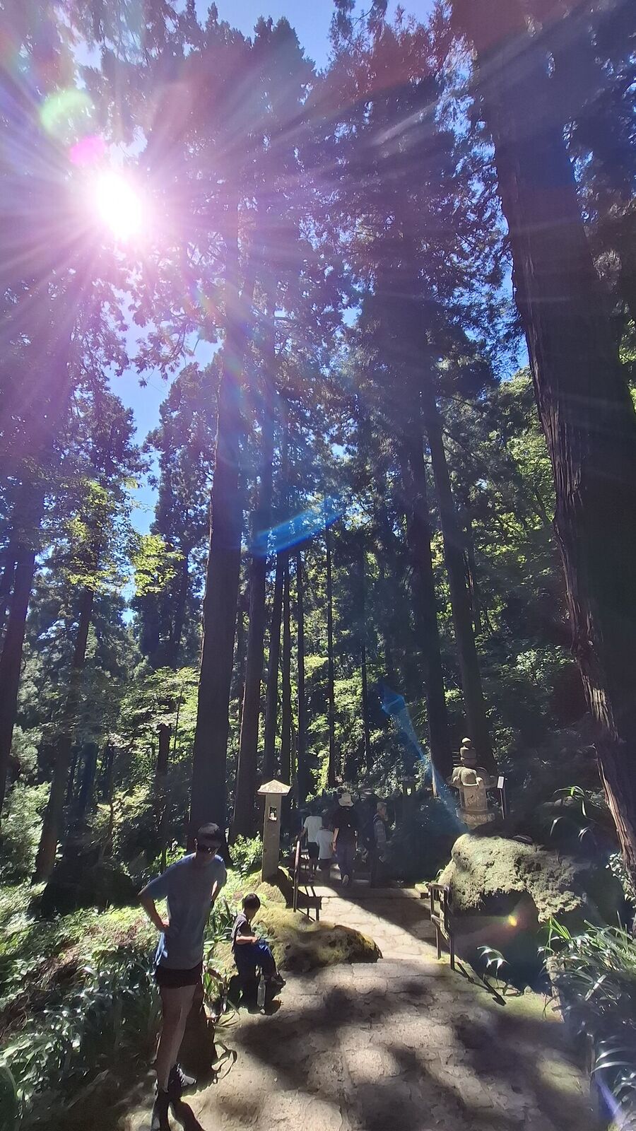 Shafts of sunlight piercing through the canopy of ancient Japanese cedars, illuminating the stone path and sandstone cliffs