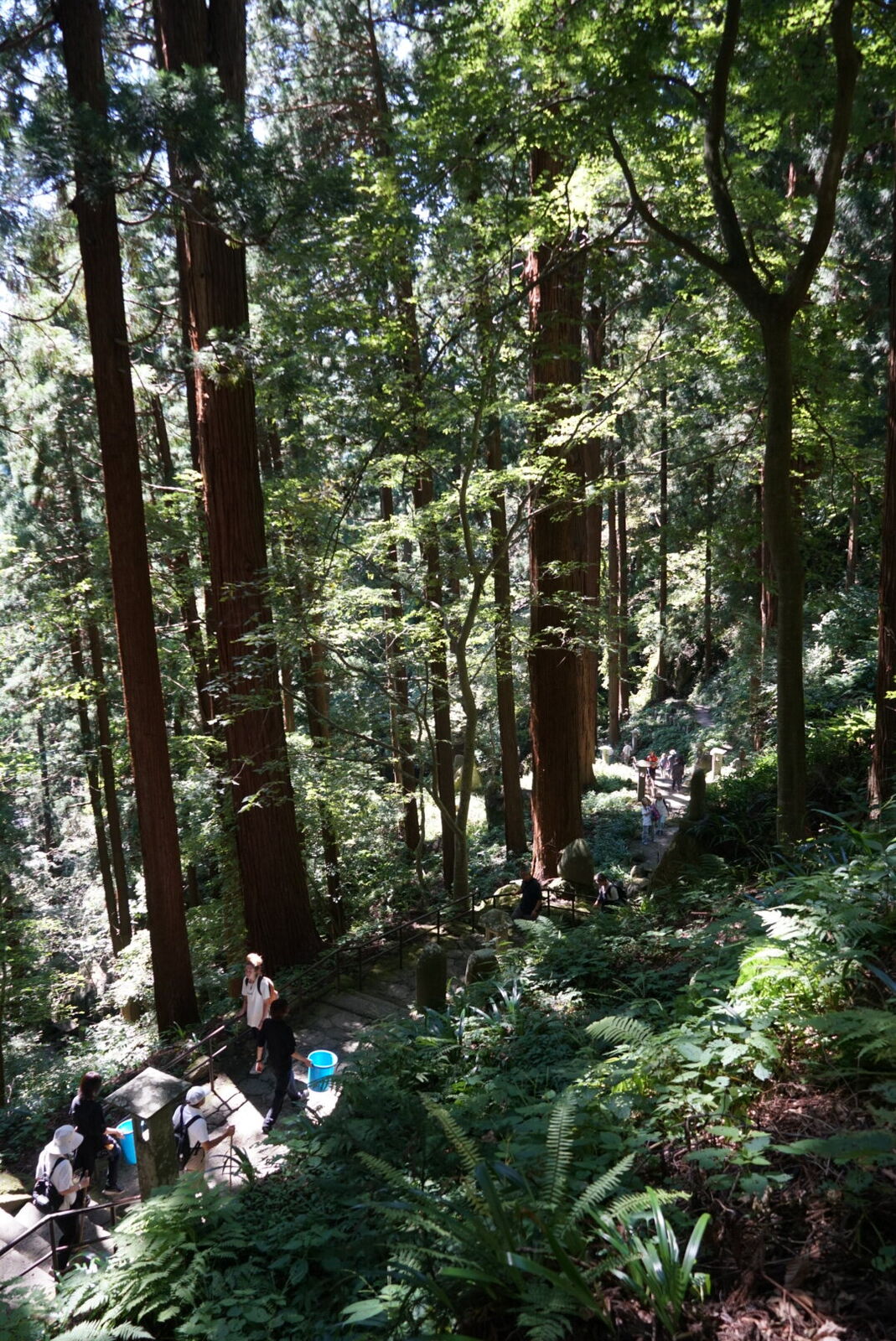 Steep wooden stairs climbing through the forest with visitors making their way up, iron railings on both sides