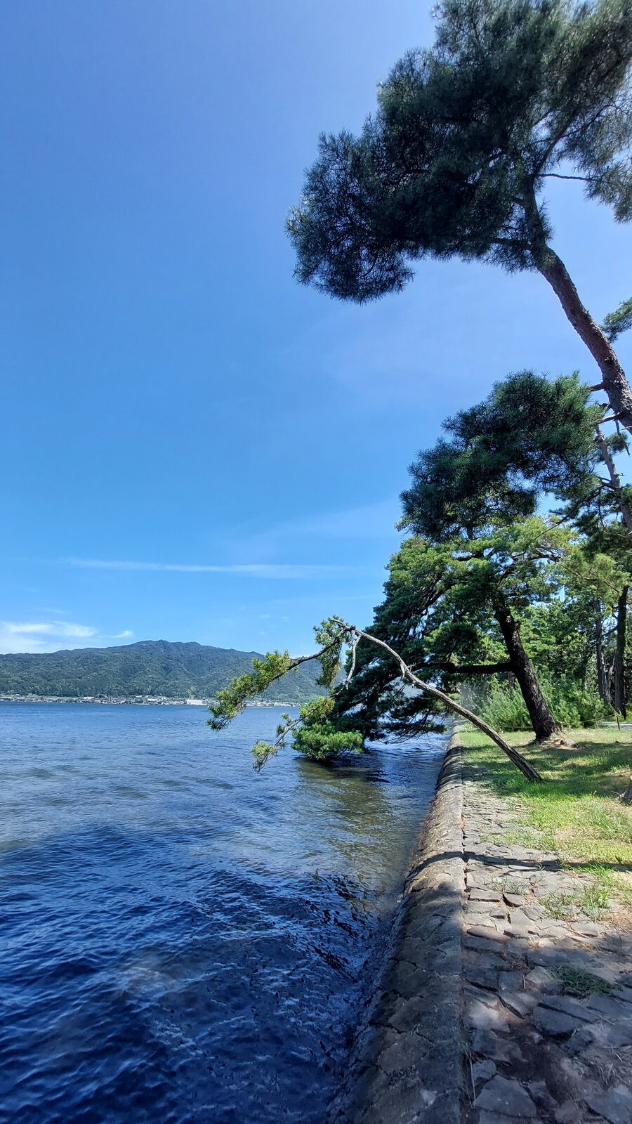 The bay side seawall of Amanohashidate, a pine tree leaning far out over the water, stone wave break along the shore with mountains across the bay