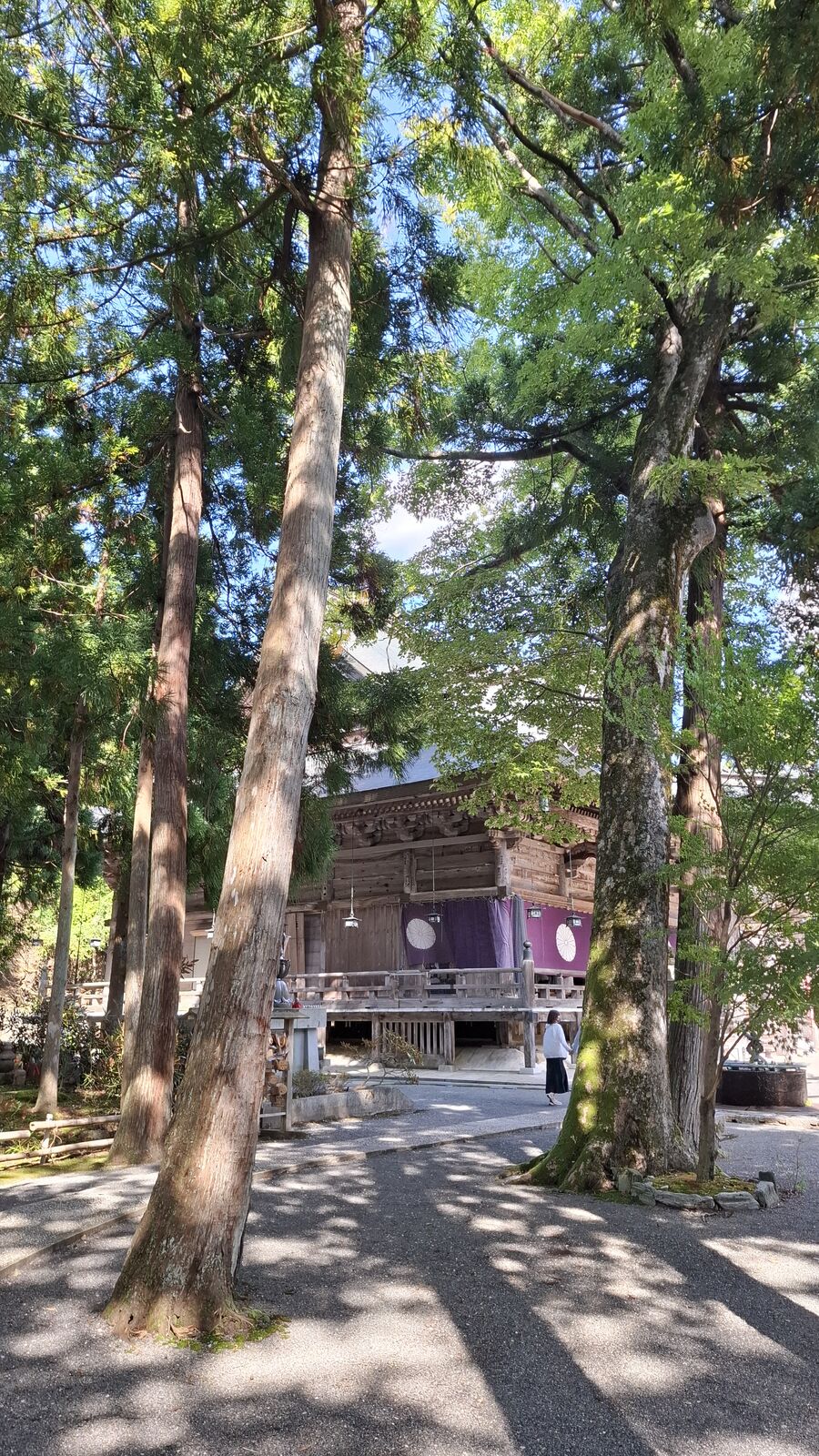 The forested approach to Nariaiji temple, tall cedars lining a stone path with a small shop visible through the trees