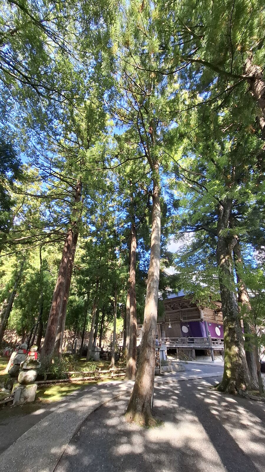 Looking up through the cedar canopy on the temple approach, wooden structures visible through the greenery