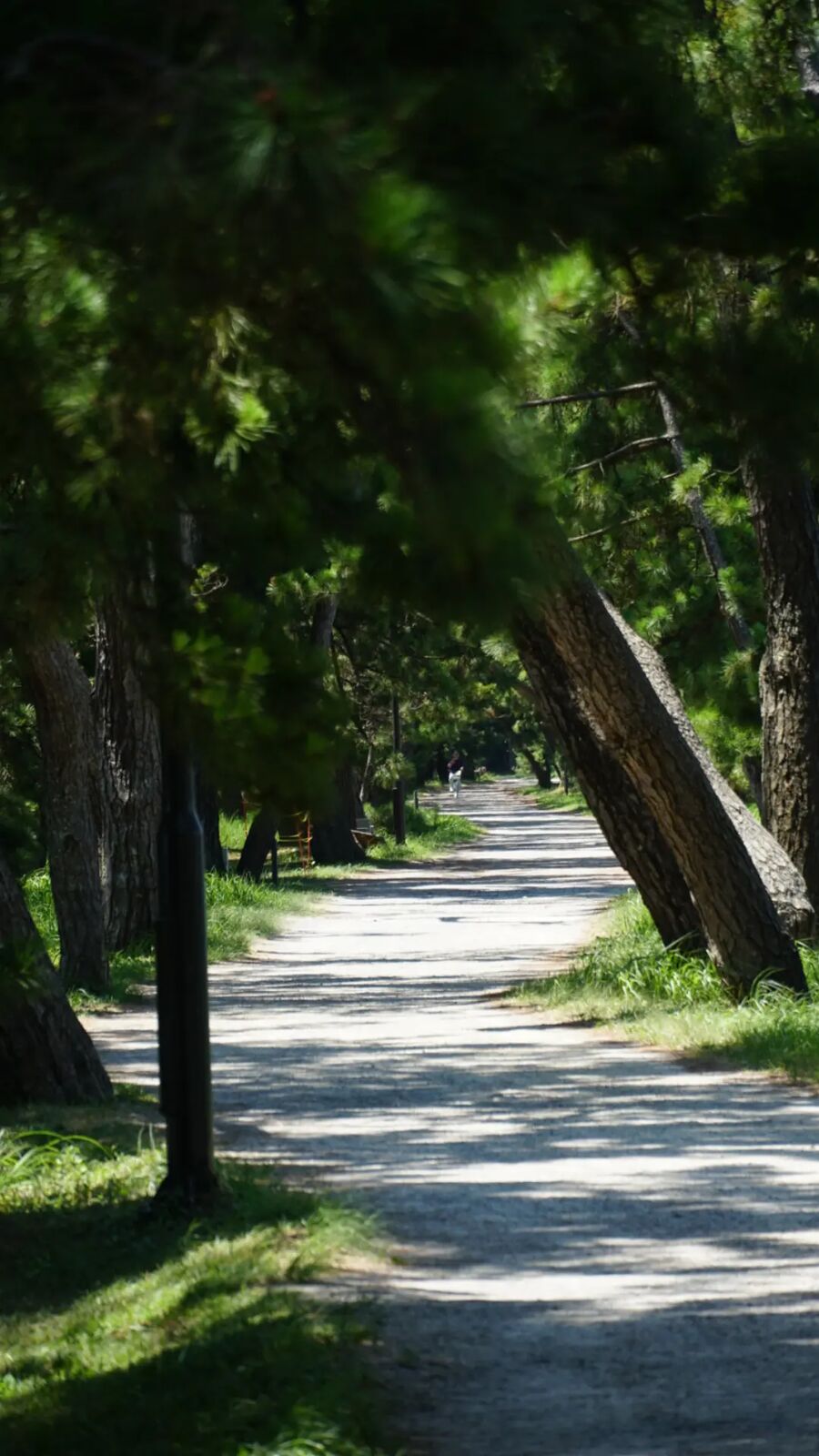 A shaded path through the pine forest on Amanohashidate, dappled sunlight on the sandy trail with old twisted pines on both sides