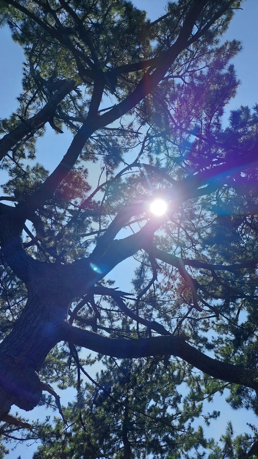 Sunlight bursting through the canopy of an ancient pine tree on Amanohashidate, lens flare creating purple streaks through the dark branches