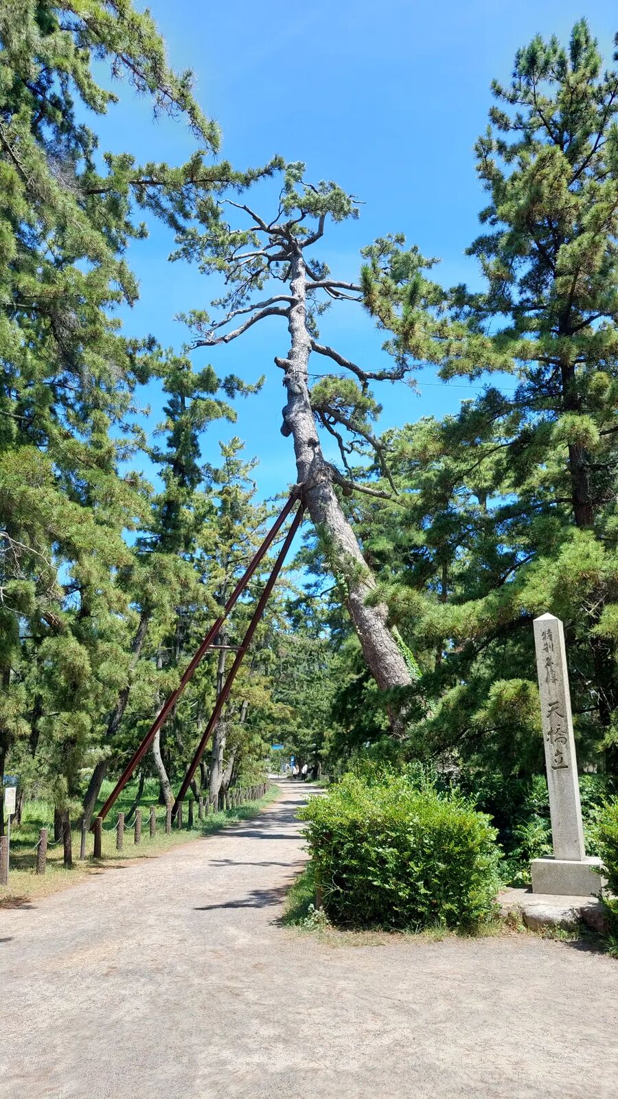 An old supported pine tree at the entrance to Amanohashidate, its trunk held up by wooden braces, a stone pillar with kanji beside it
