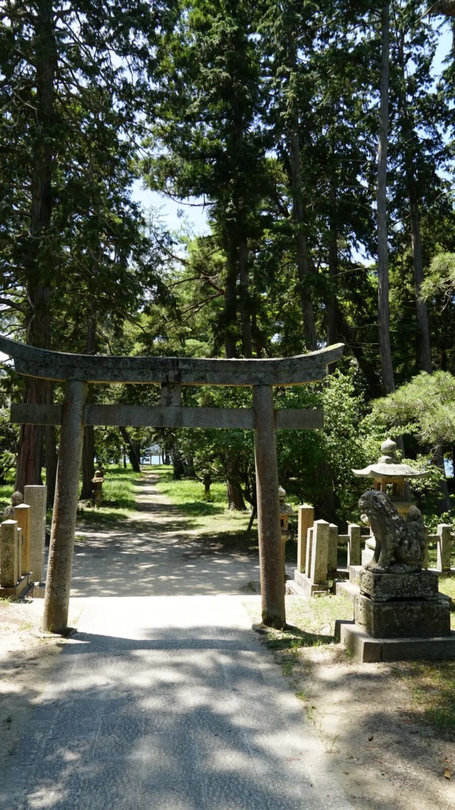A wooden torii gate on the sandbar path, shaded by tall cedar trees with a stone komainu guardian beside it