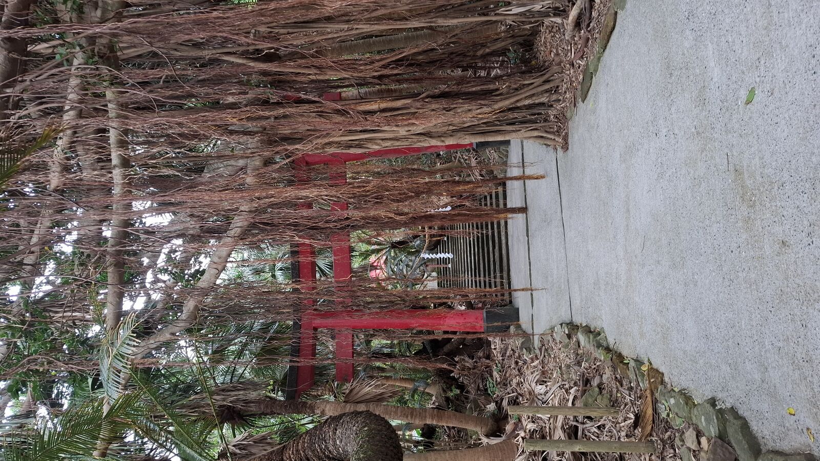 Red torii gate almost swallowed by tropical vines and vegetation, the jungle slowly reclaiming the shrine entrance