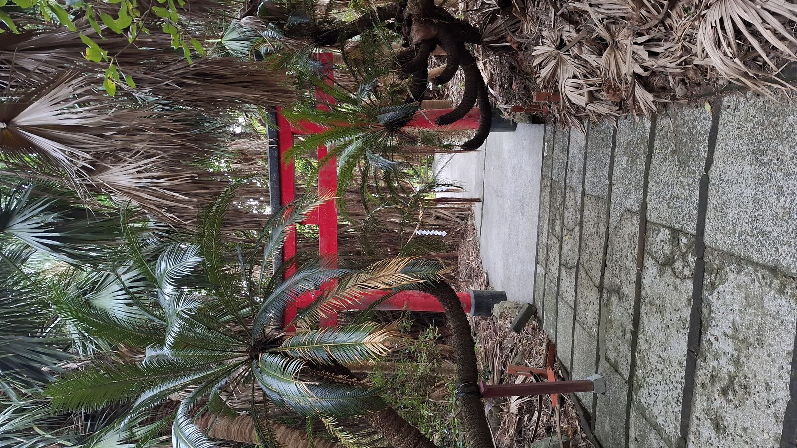 Red torii gate among palm trees and tropical vegetation, a stone wall partially covered in moss, jungle atmosphere