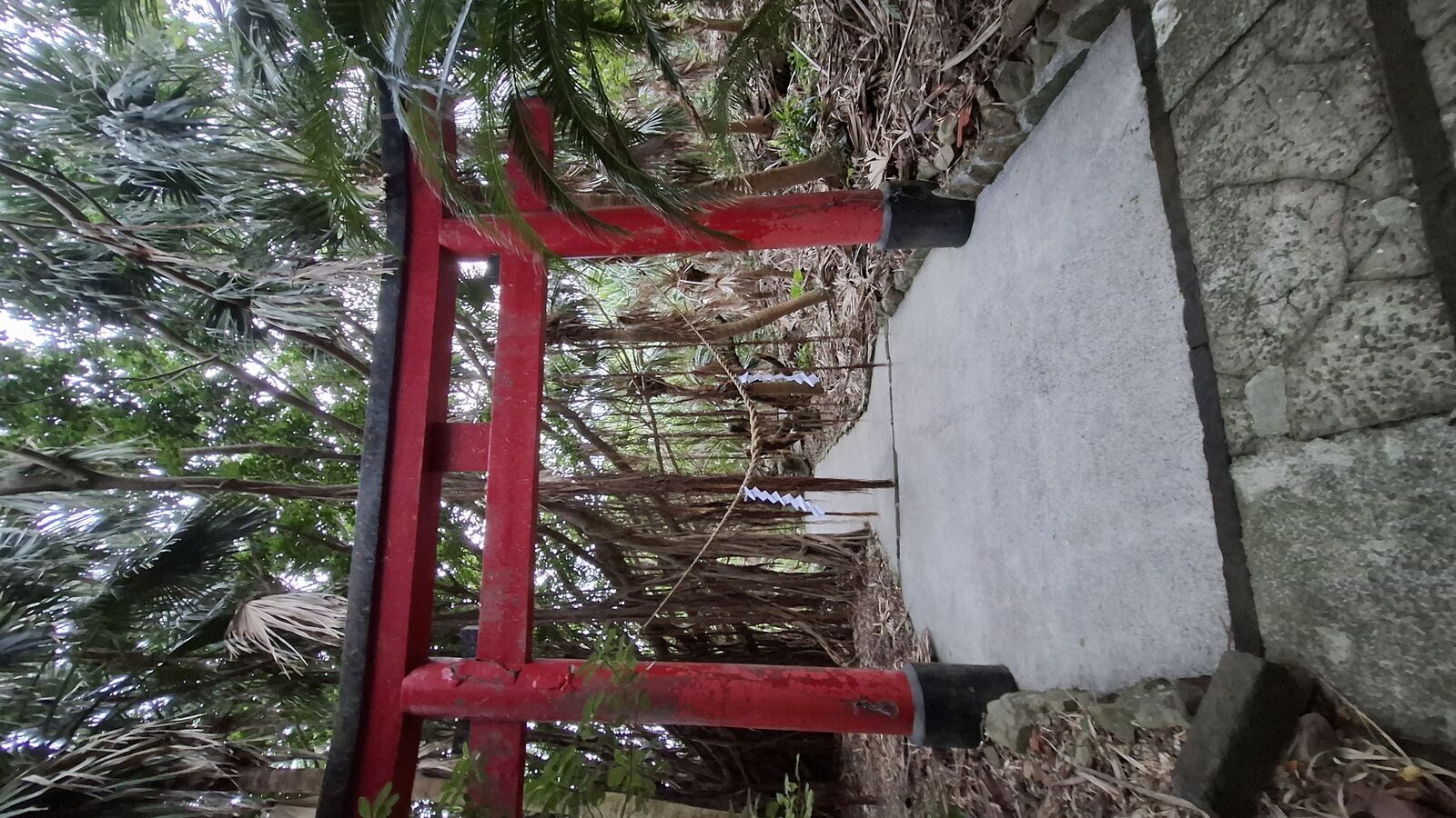 Detail of the red torii gate with thick tropical vines growing over and through the wooden structure
