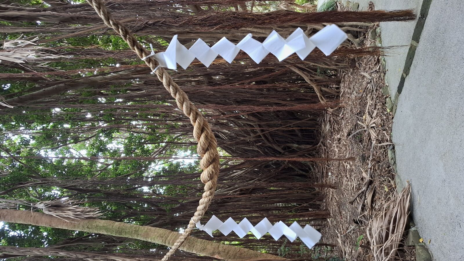 Shimenawa sacred rope with paper streamers wrapped around an ancient tree trunk with hanging aerial roots