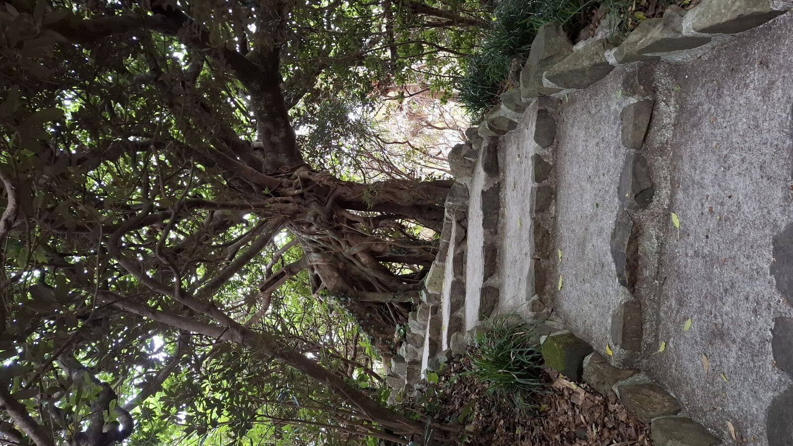 Massive tree roots growing through and consuming a stone wall, nature slowly reclaiming the man-made structure