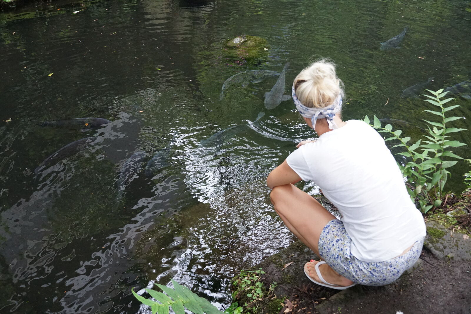 Isi kneeling at the edge of the koi pond, reaching toward the water as large koi swim close, summer light on her back