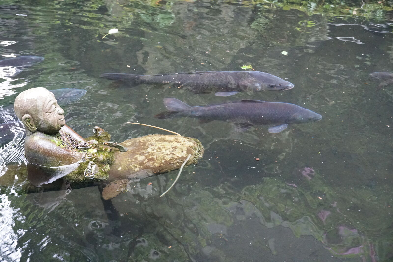 Submerged rakan figure with eyes closed, enormous koi fish swimming past at arm's length in clear water
