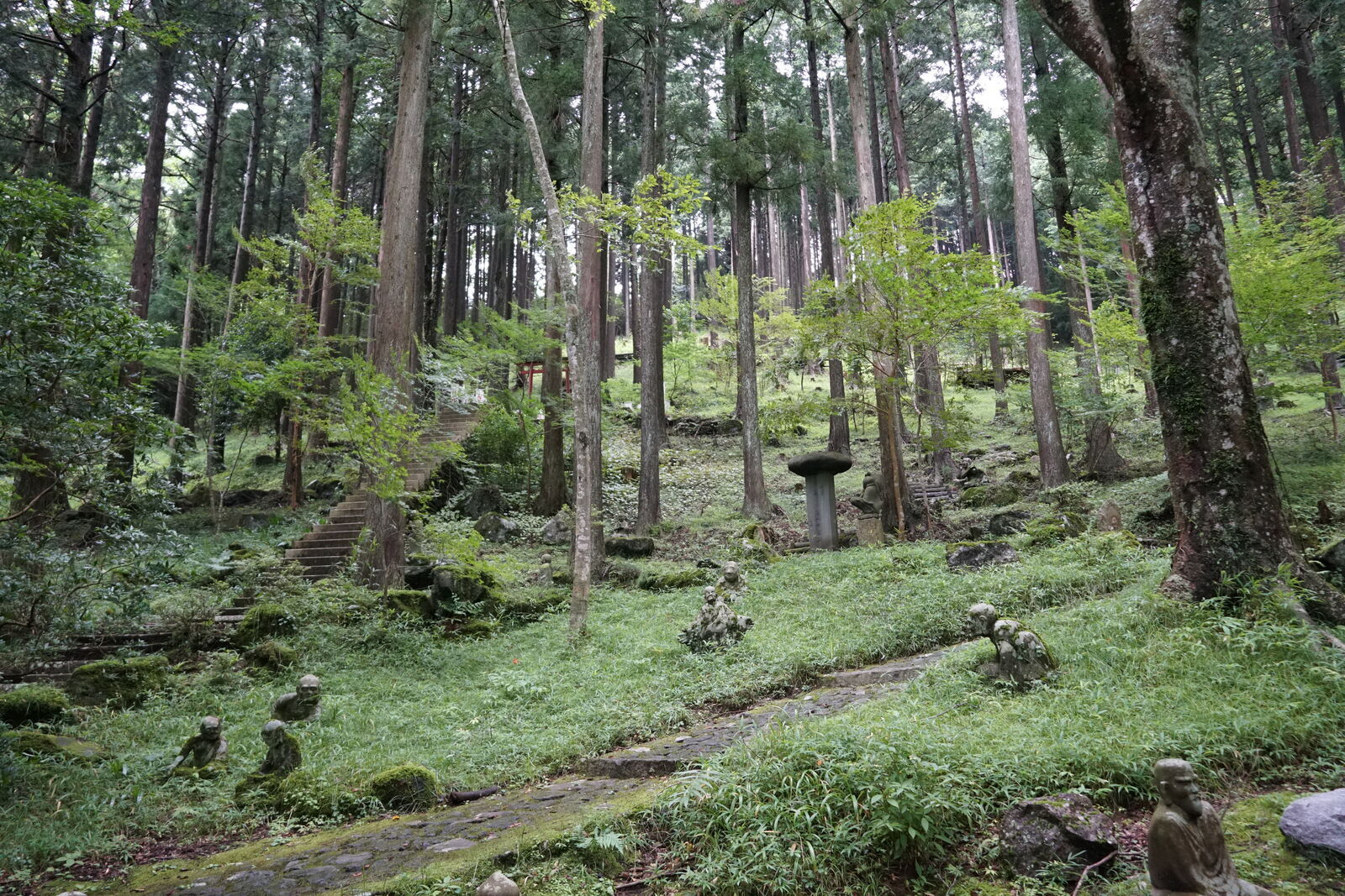 Wide view of the cedar forest with stone steps, lanterns, and rakan figures scattered across the mossy hillside