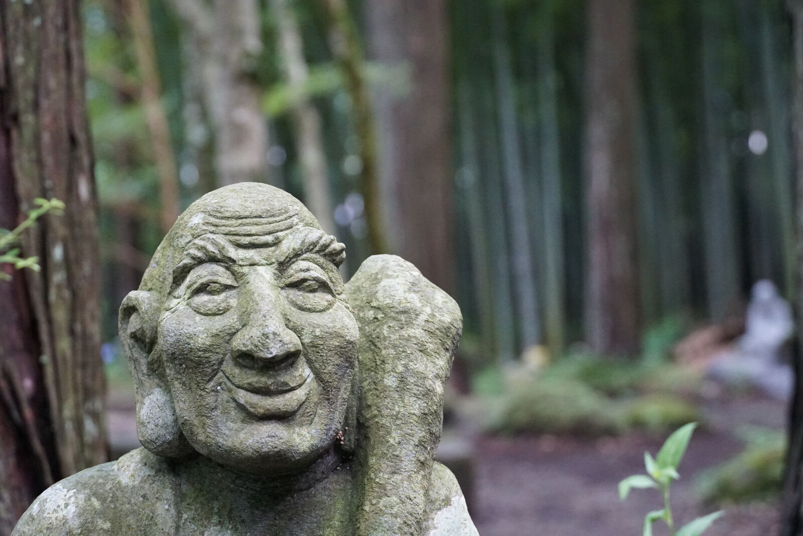 Mischievous rakan face in close-up with raised eyebrows, bamboo grove soft in the background
