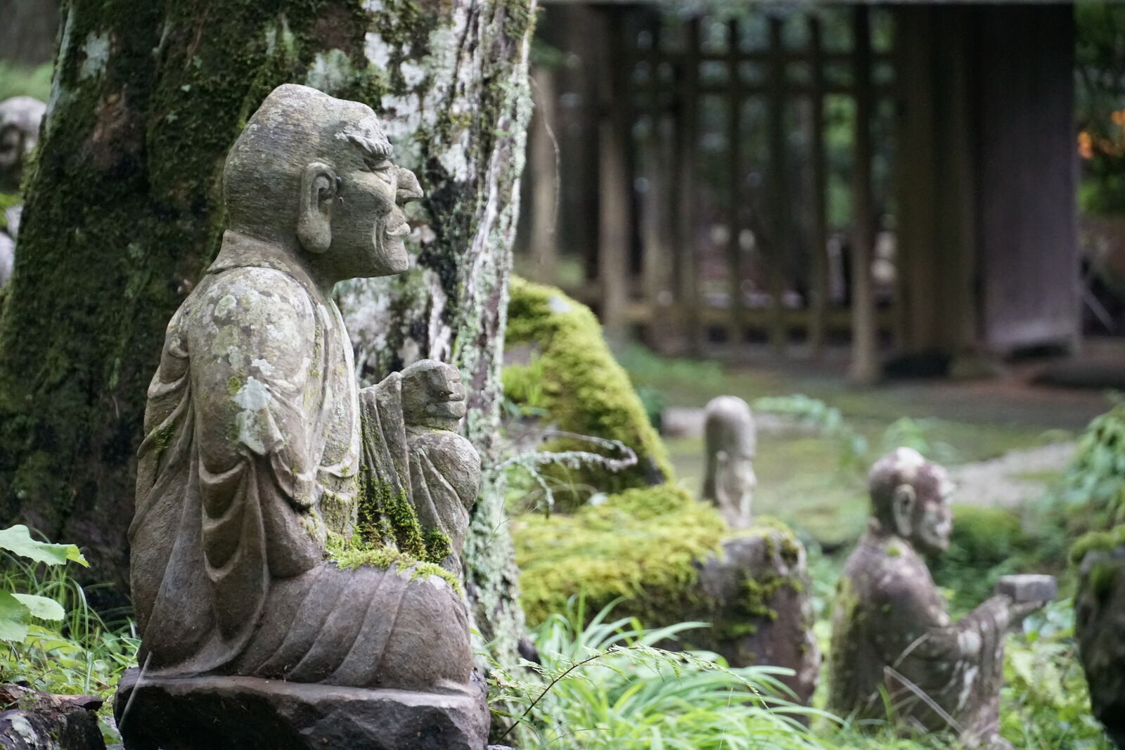 Praying monk beside a cedar tree, another figure blurred in the mossy background, shallow depth of field