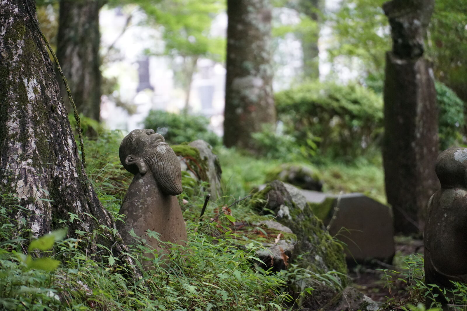 Small figure looking upward from among the forest grass, dreamy bokeh of cedars behind