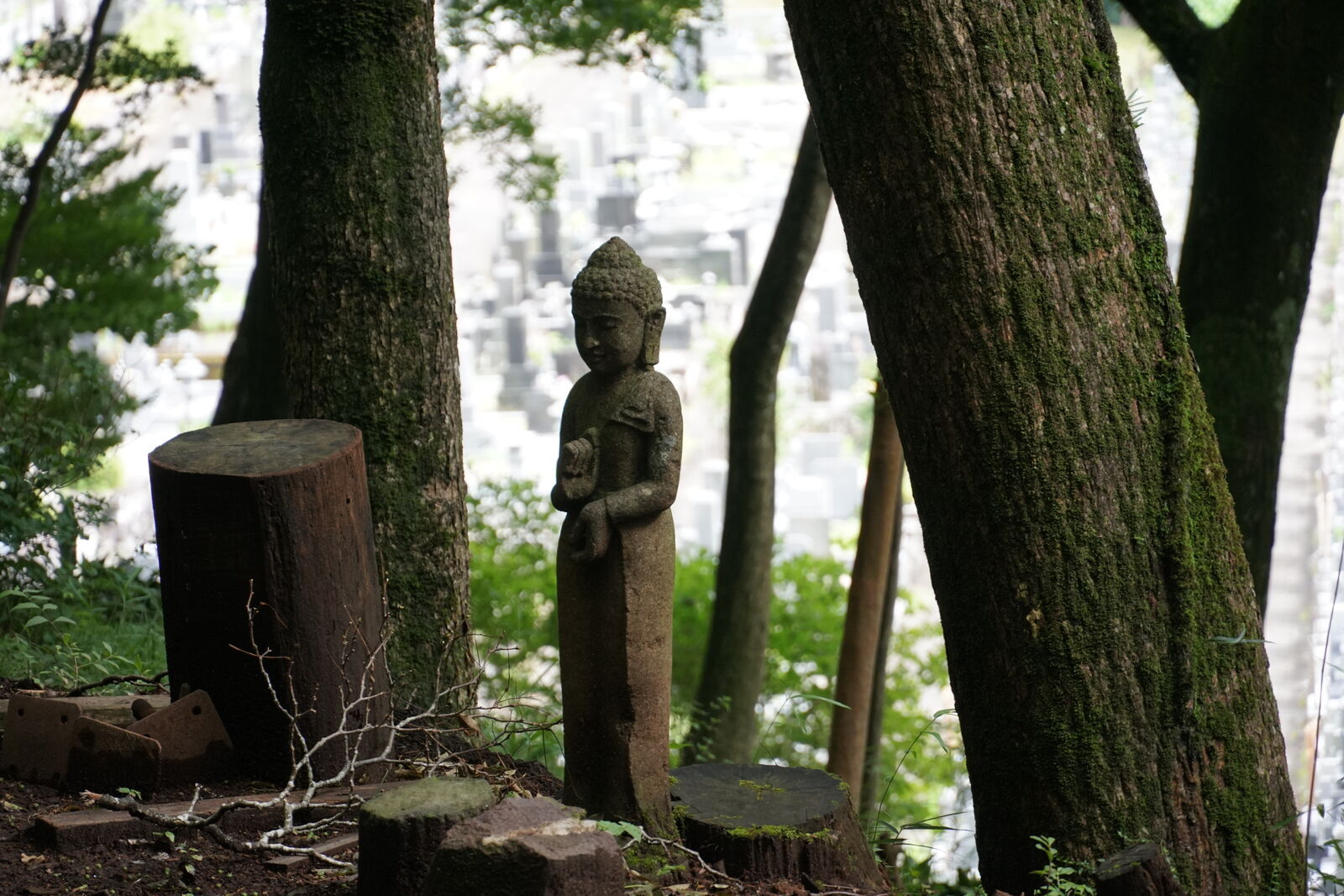 Small standing Buddha figure framed between two massive cedar trunks, cemetery visible in the hazy background