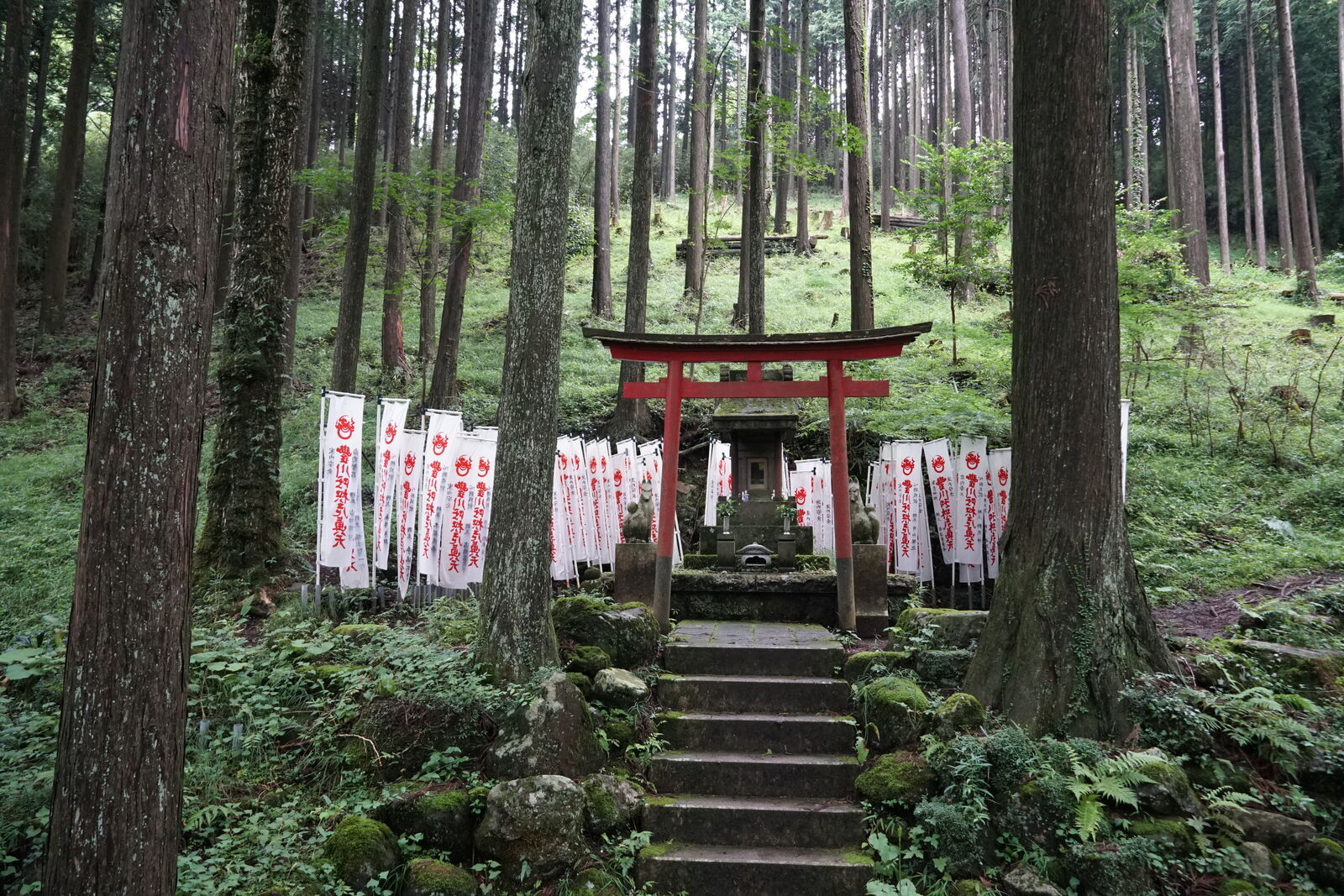 A red Shinto torii gate with white votive banners flanking stone steps, tall cedars rising on both sides into the forest