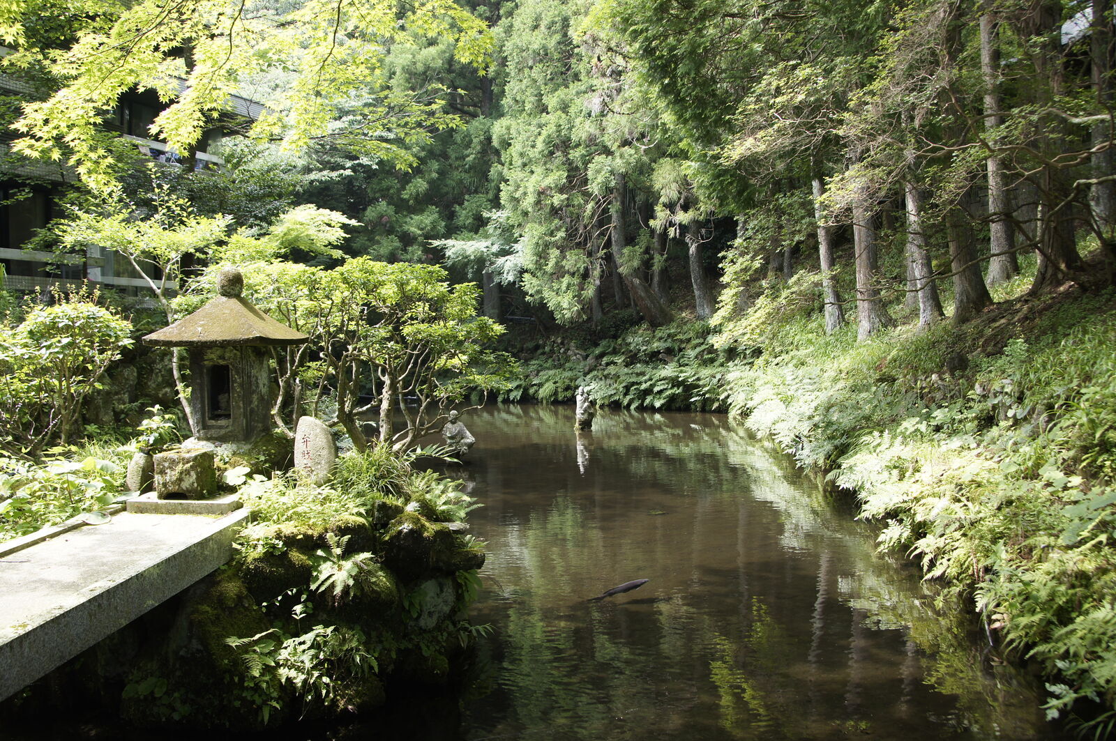 The temple pond in summer sunlight, a stone lantern on a peninsula, warm green water stretching back into the cedar forest