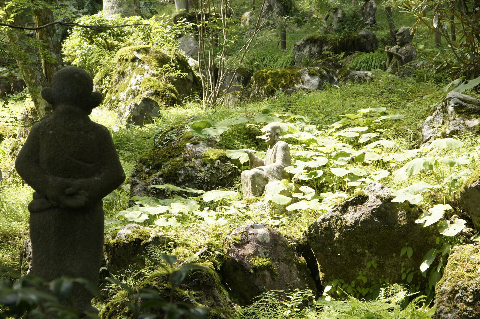 Dark silhouette of a figure in foreground watching a sunlit rakan among large leaves, summer afternoon light