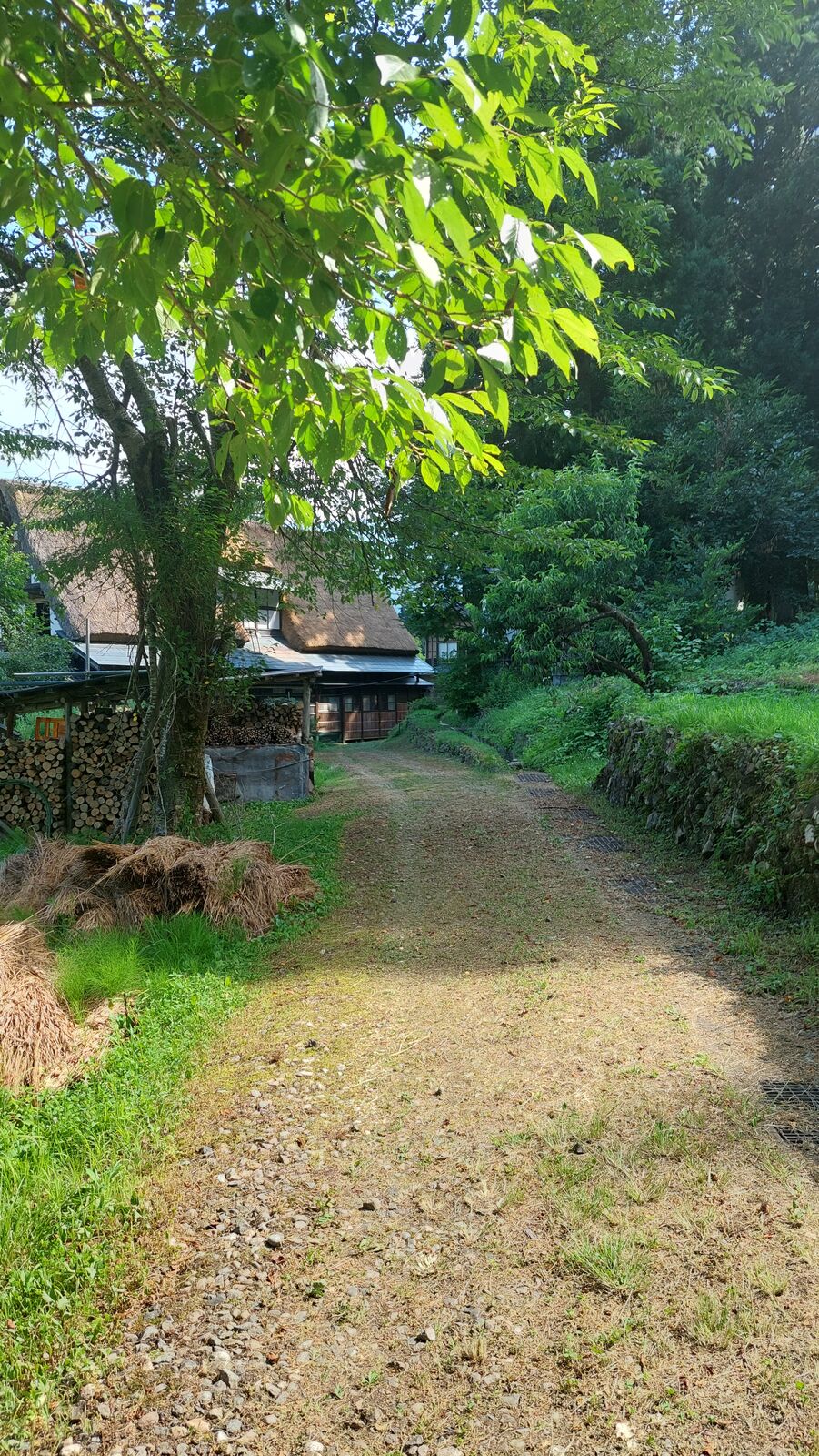 Dirt path through the village with stacked firewood and overhanging trees