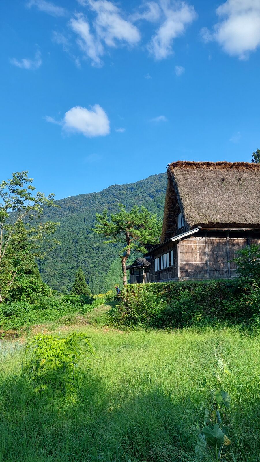 Gassho house with mountains behind and rice field in the foreground