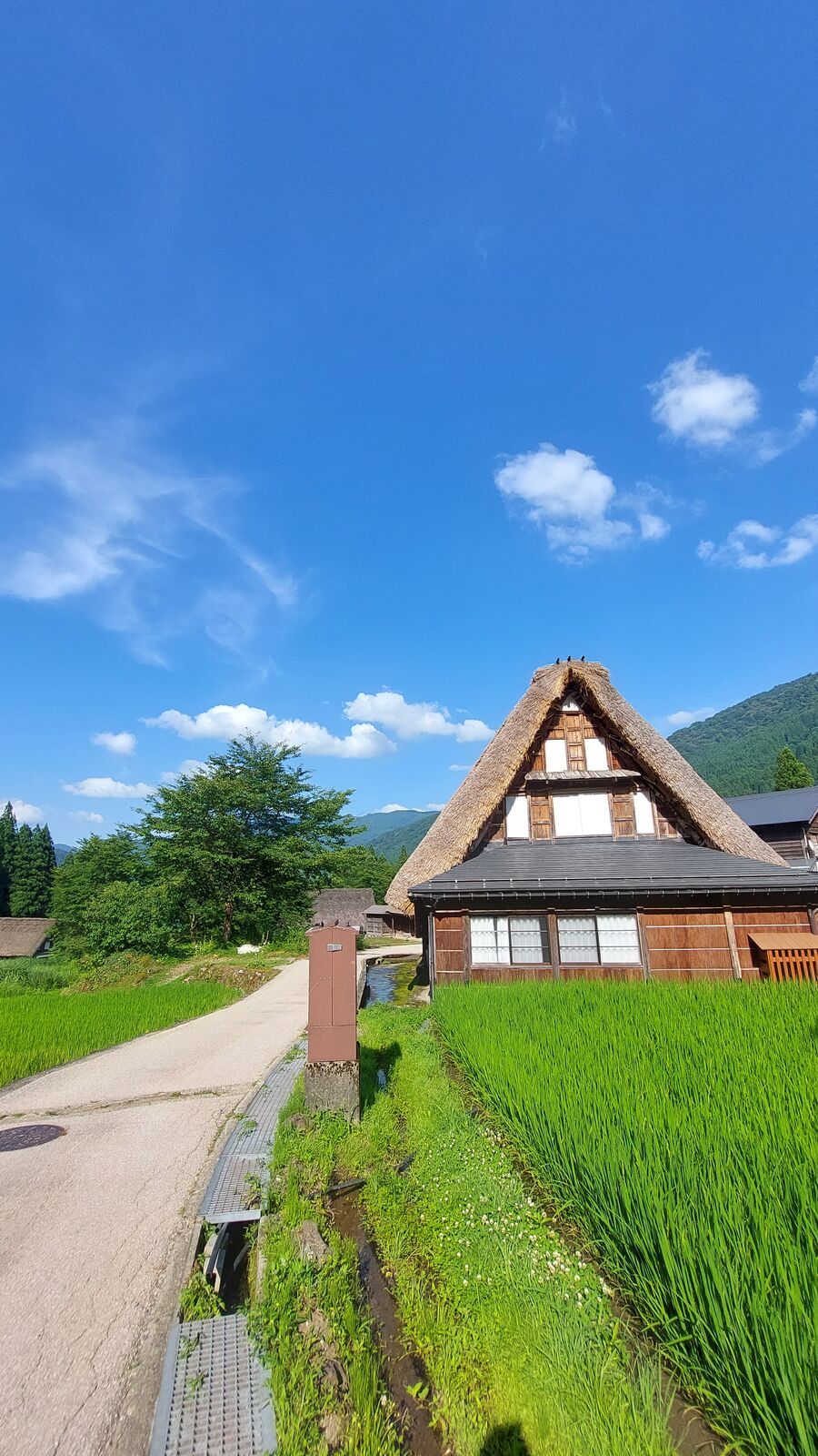 Gassho-zukuri house beside a vivid green rice paddy with path curving past