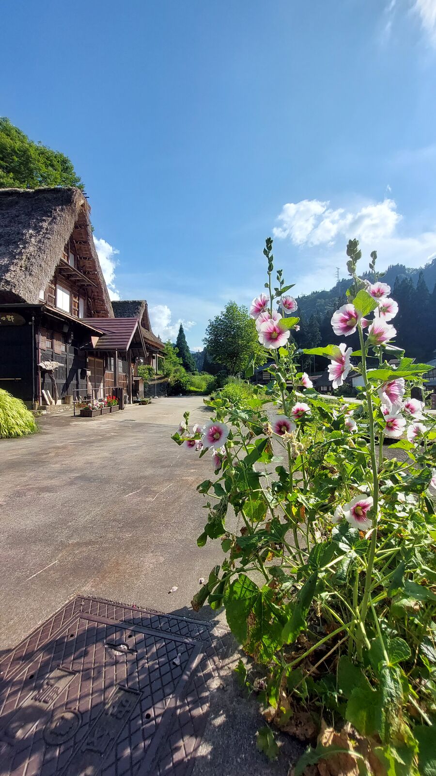 Pink and white hollyhock flowers blooming along a village street with gassho houses behind