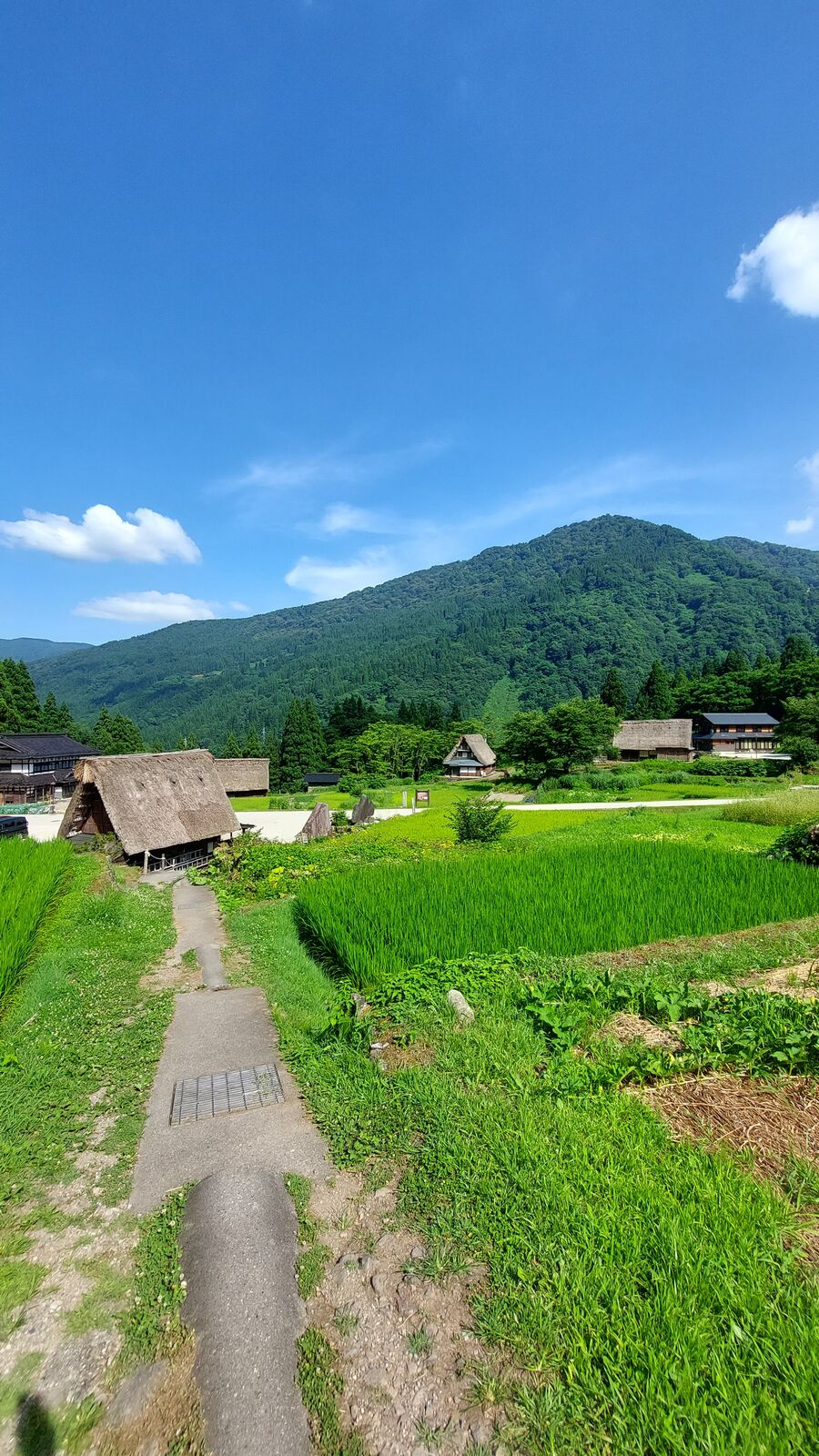 Narrow path between bright green rice paddies with gassho houses and mountains in the background