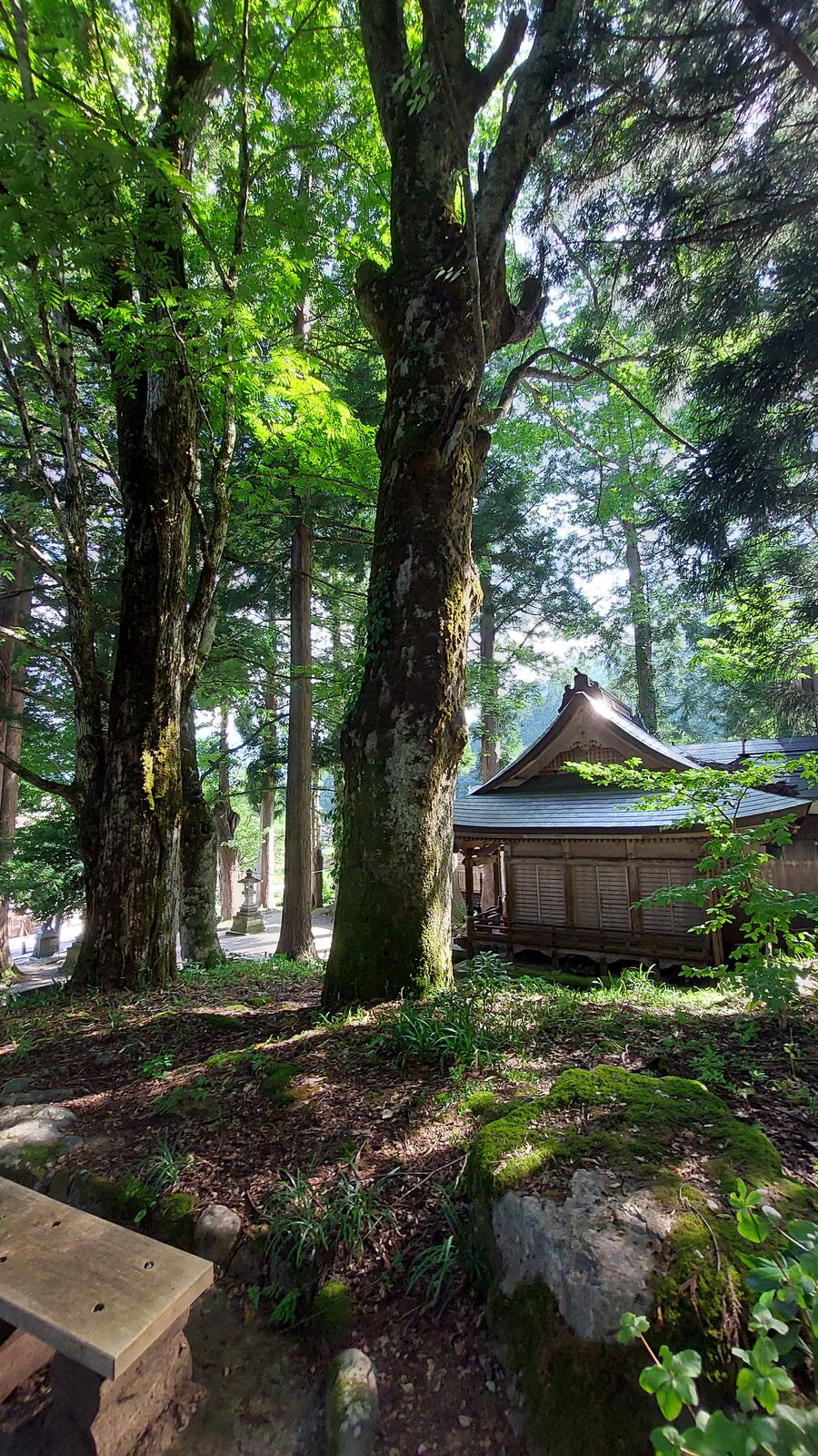 Path to the shrine winding through massive ancient cedar trees with moss-covered rocks