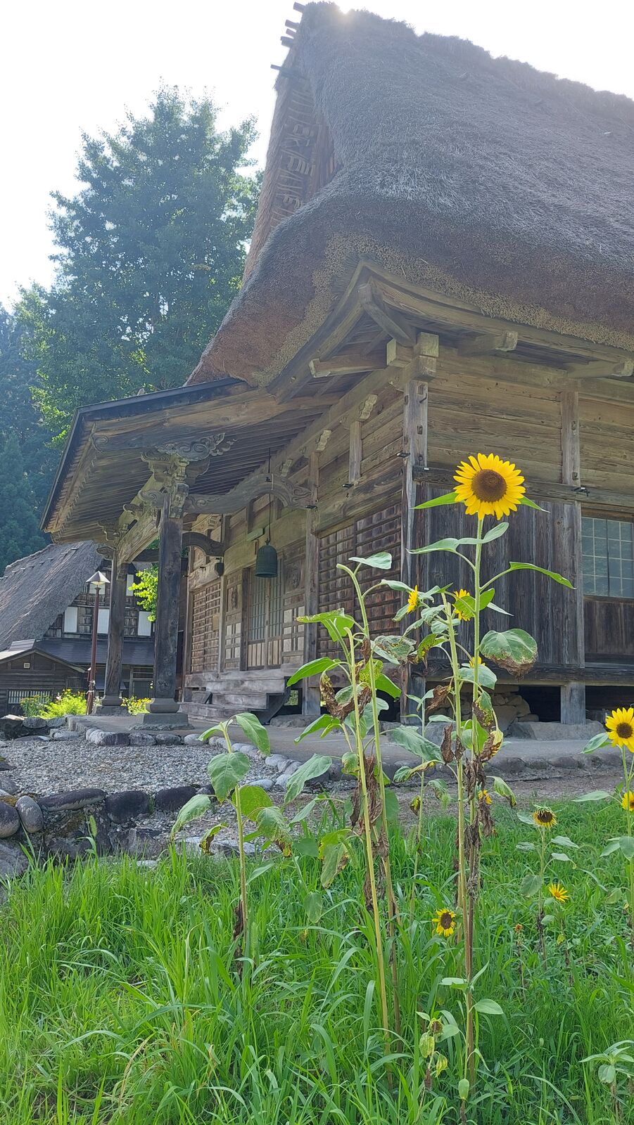 Single sunflower in focus with the dark timber and thatch of a gassho house filling the background