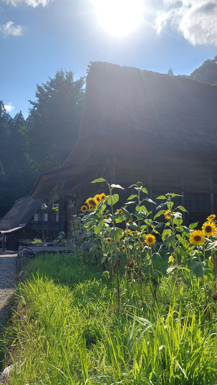 Sunflowers and gassho house in Ainokura village
