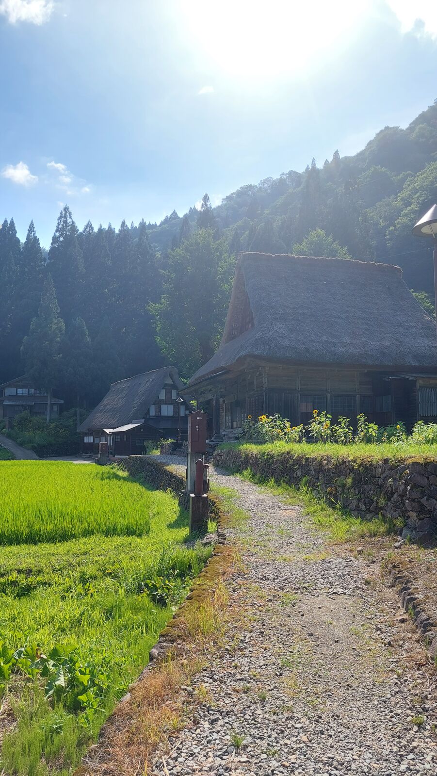 Sunflowers lining a village path with a gassho house silhouetted against backlit afternoon sun