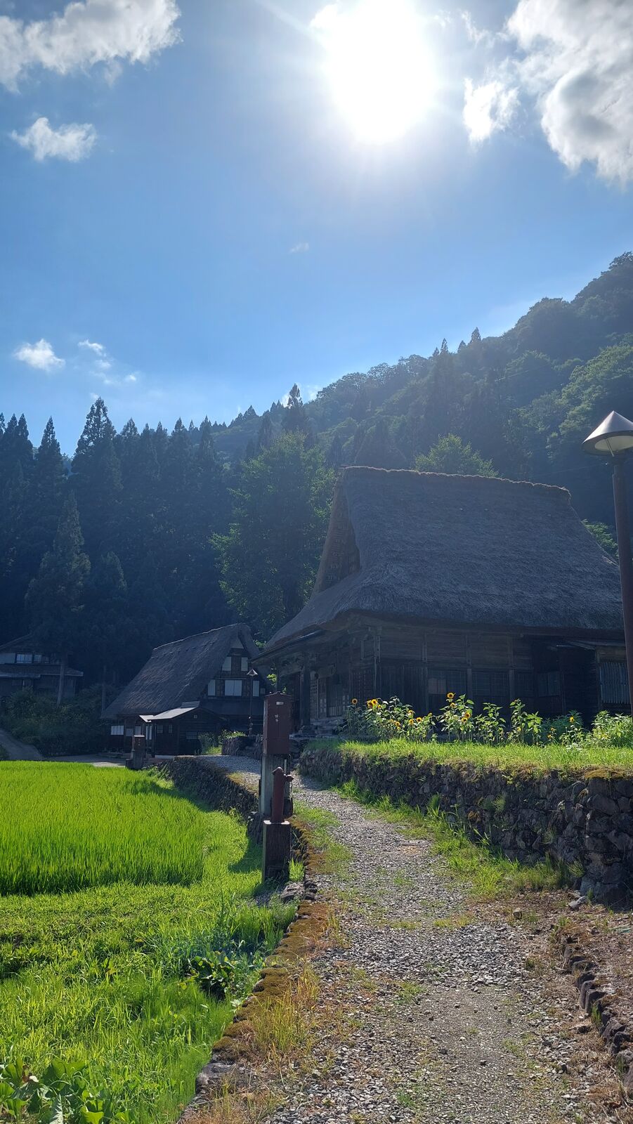 Row of sunflowers glowing in backlight with gassho-zukuri thatched roof visible behind them