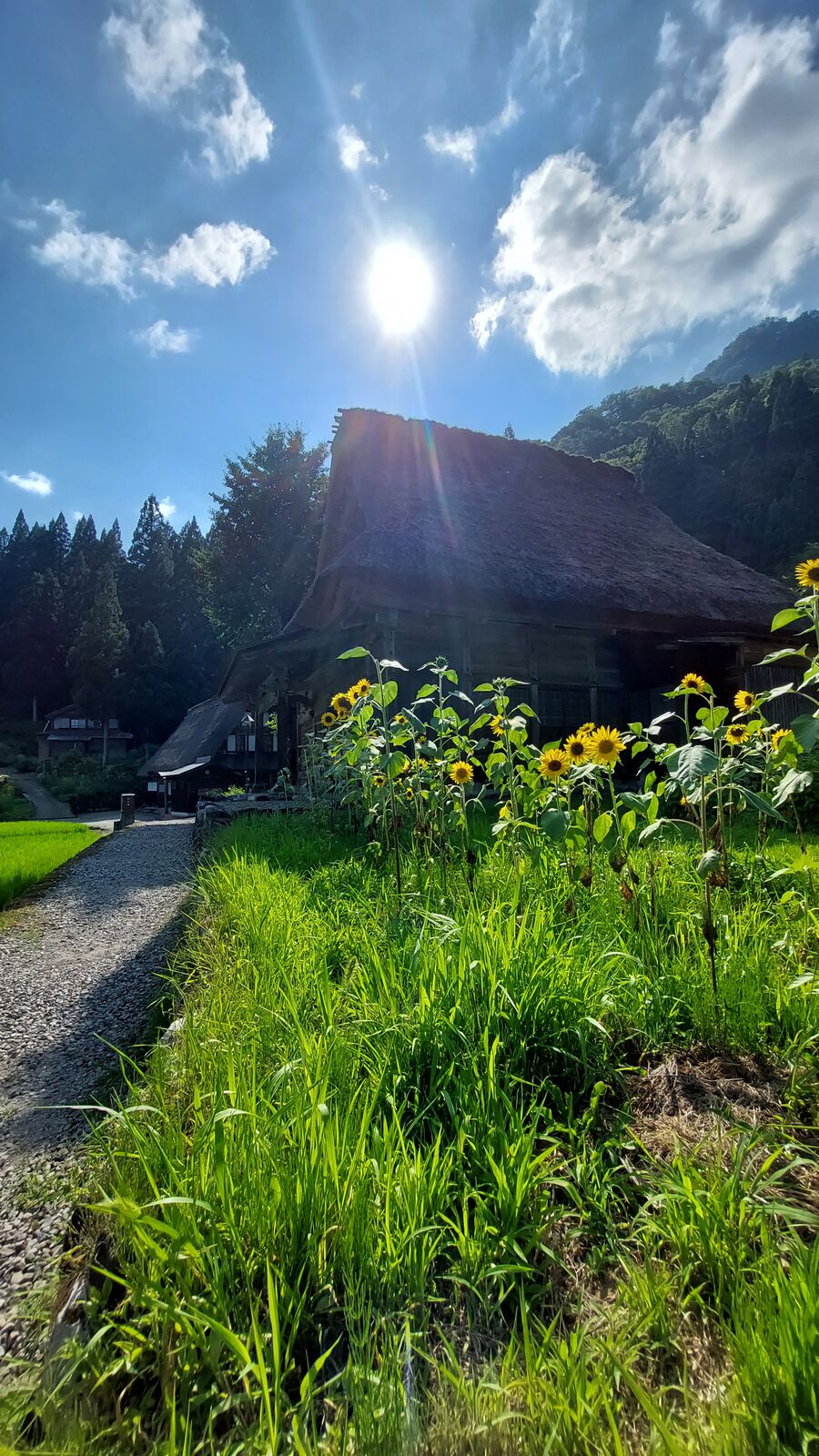 Sunflowers beside a gassho-zukuri house with dramatic backlight in Ainokura village