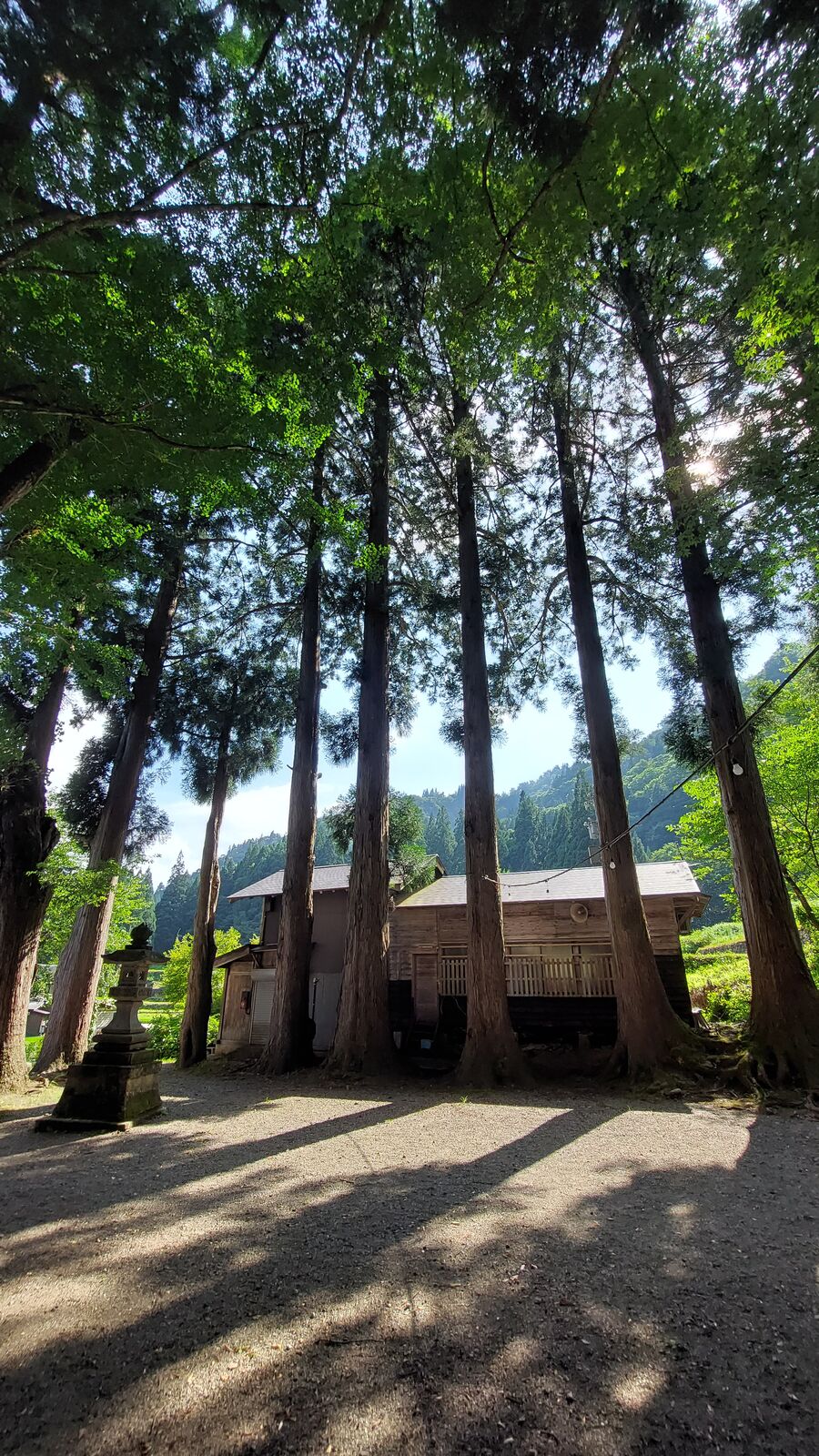 Tall cedar trees casting long shadows across the shrine grounds