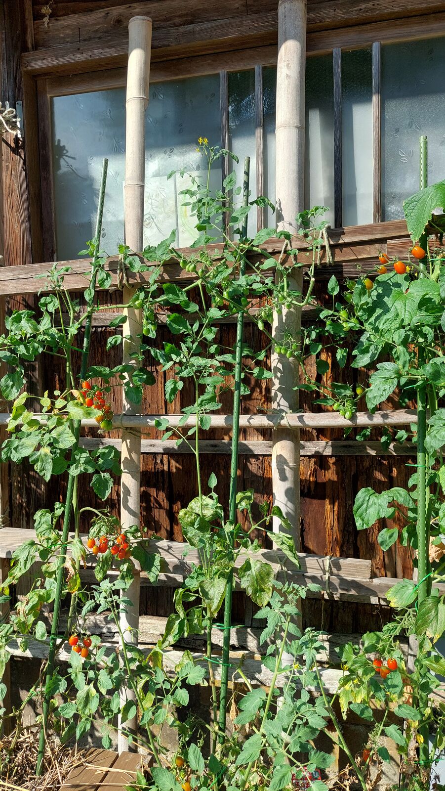 Tomato plants growing on a bamboo trellis against a dark wooden wall, village garden life