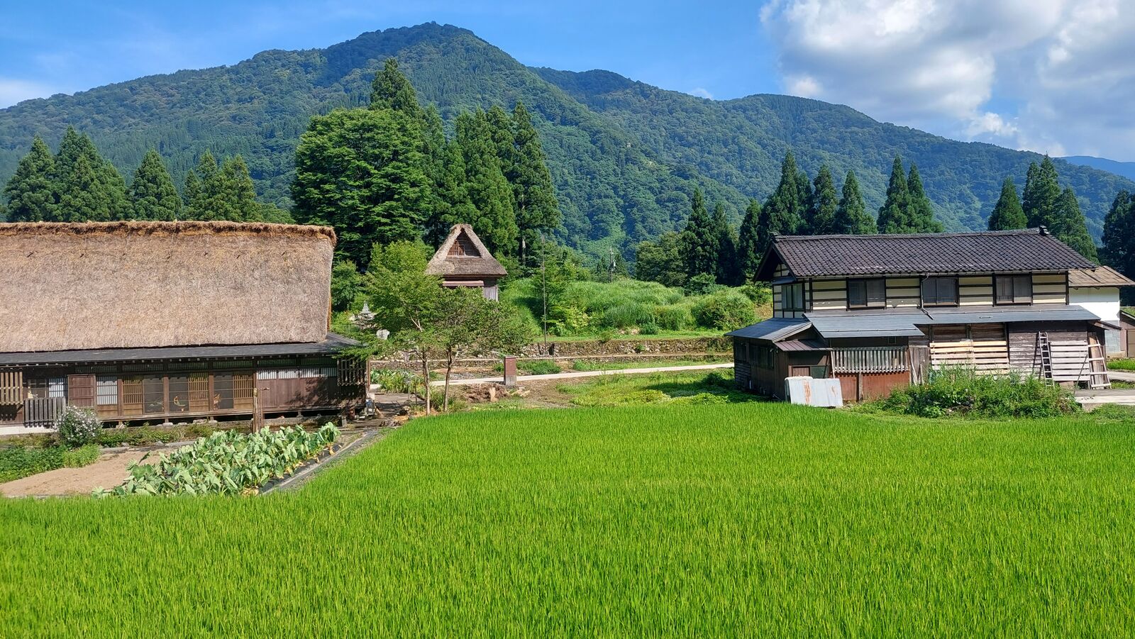 Ainokura village overview with gassho houses flanking bright green rice paddies, forested mountain rising behind