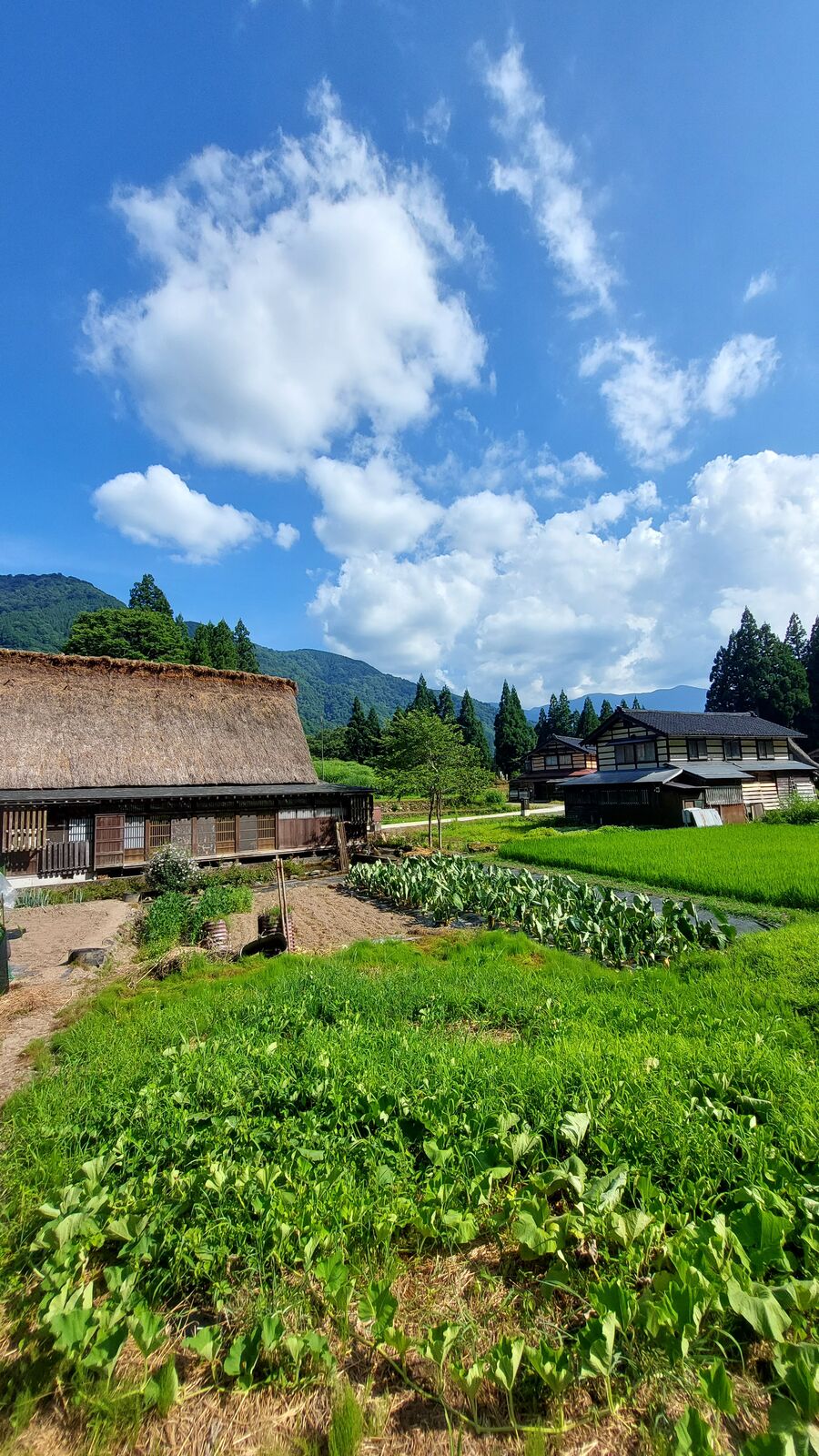Walking path along terraced rice paddies with village houses and blue sky with clouds