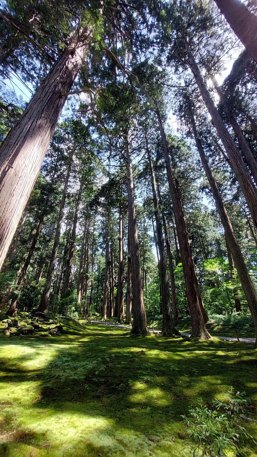 The full cedar cathedral in summer light: towering trunks, brilliant green moss carpet stretching into the distance, the scale of the ancient forest visible in wide angle