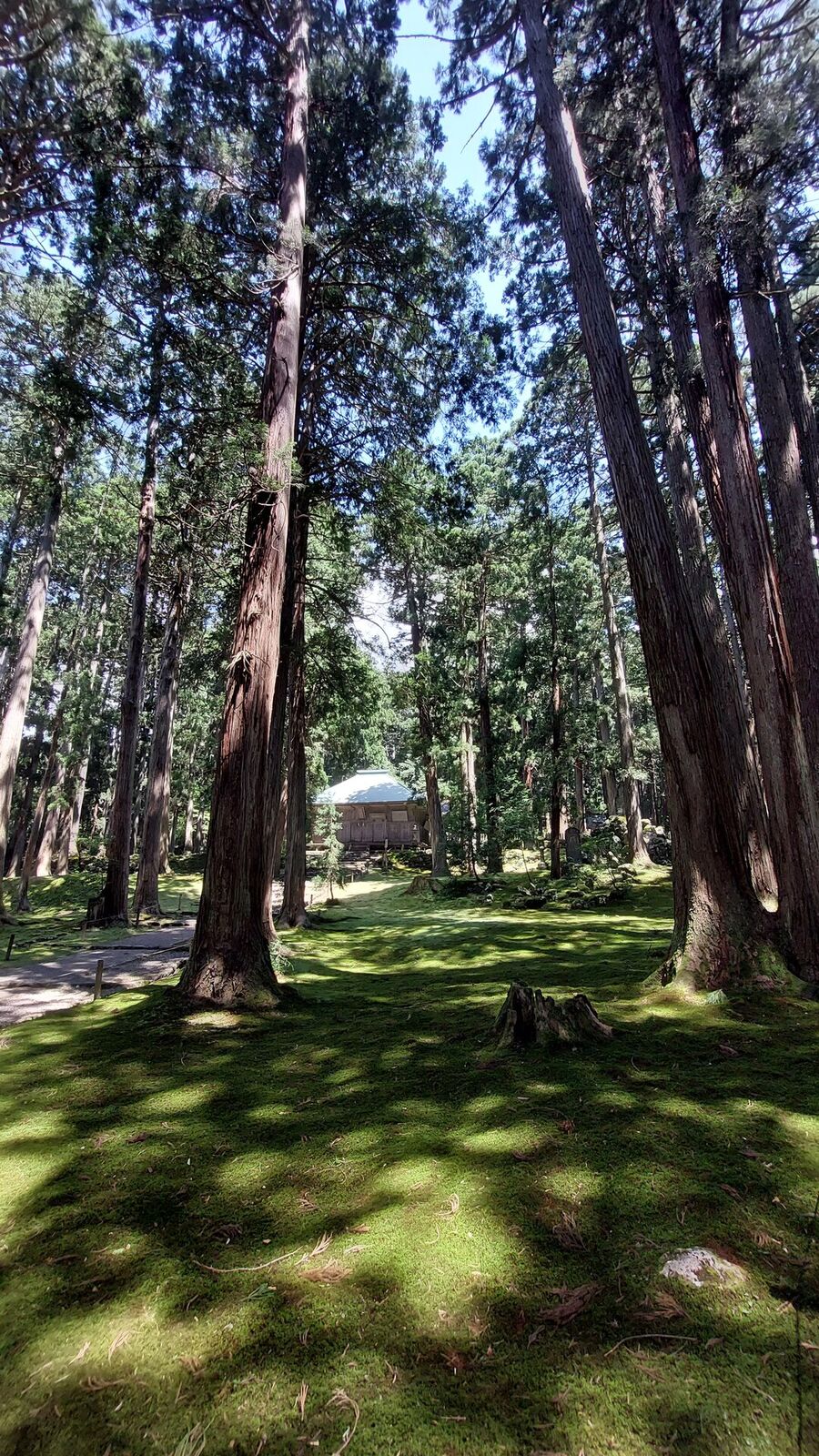 Looking up through the towering cedar canopy from the moss carpet below, the sheer height and density of the ancient forest visible in summer light