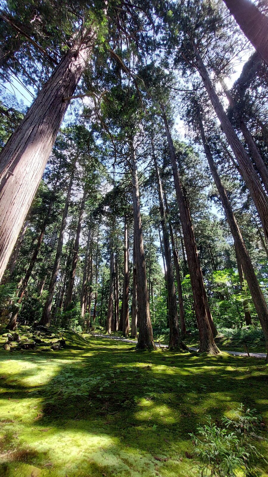 The cedar forest from directly below, massive trunks reaching skyward, moss carpet glowing green in the summer sun