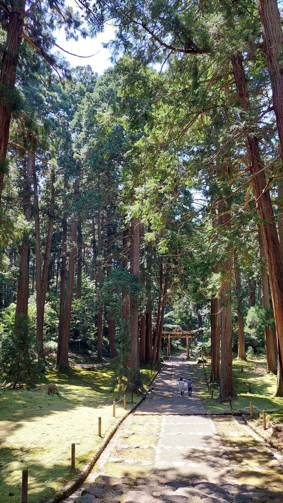 The moss-covered grounds with massive cedars and medieval stone retaining wall, seen in summer afternoon light